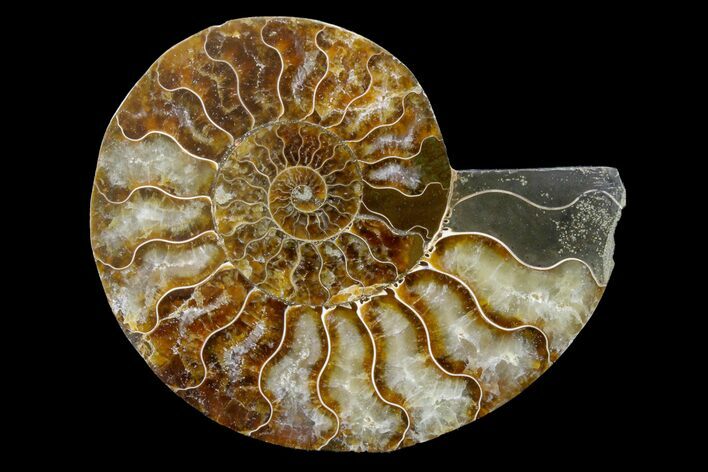 Cut & Polished Ammonite Fossil (Half) - Madagasar #158046